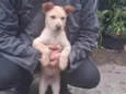 Thor e cacau 