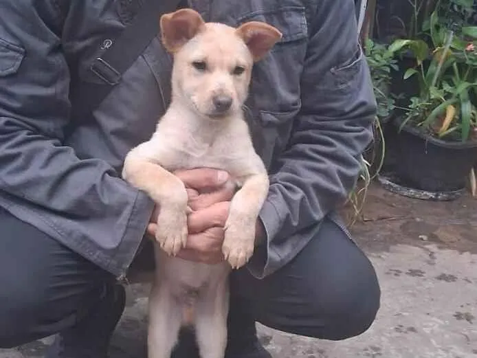 Cachorro raça SRD-ViraLata idade 2 a 6 meses nome Thor e cacau 