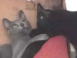 Gato raça SRD-ViraLata idade 2 a 6 meses nome Pantera ,Uruz e Berkana