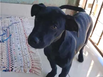 Cachorro raça SRD-ViraLata idade 2 a 6 meses nome Liz 