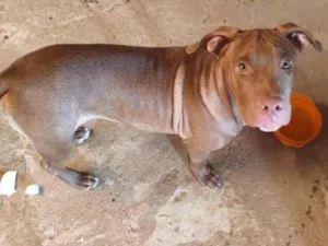 Cachorro raça Pit-Bull idade 7 a 11 meses nome Zeus