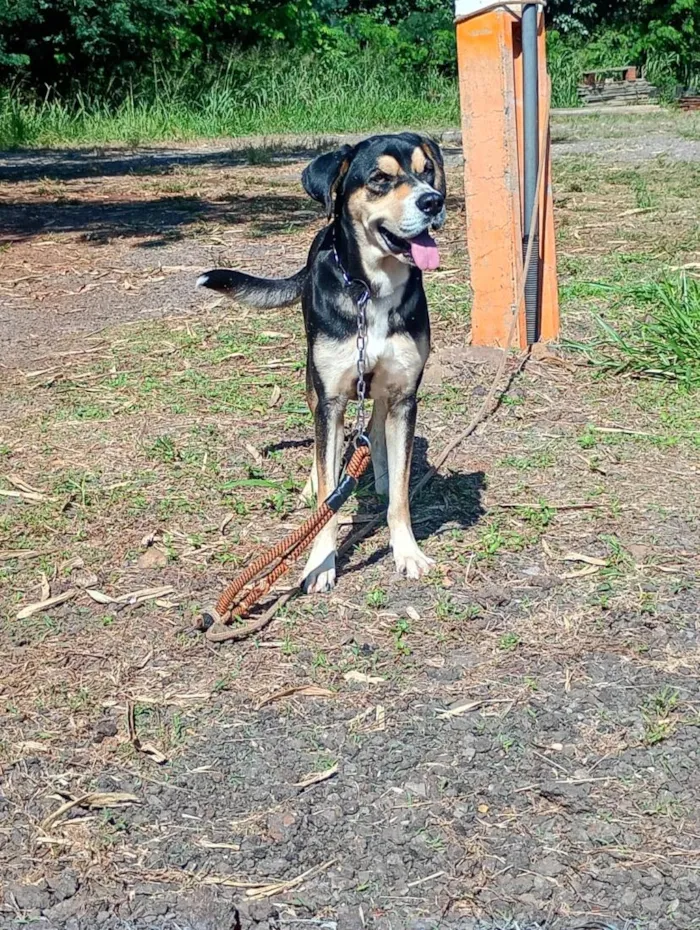 Cachorro raça SRD-ViraLata idade  nome Bartolomeu
