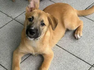 Cachorro raça SRD-ViraLata idade 2 a 6 meses nome Billy