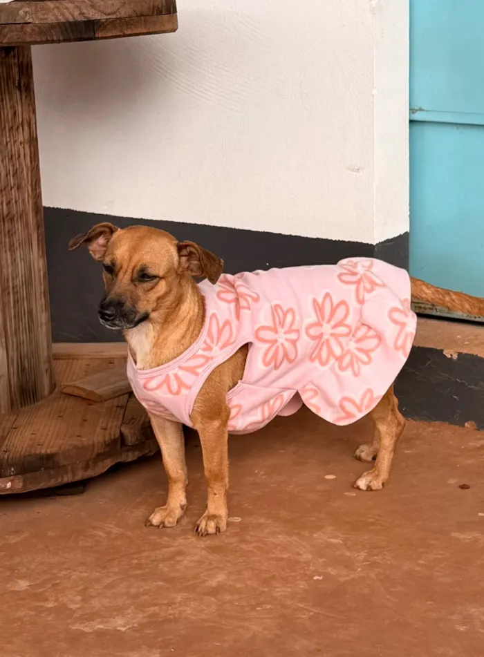 Cachorro raça SRD-ViraLata idade 1 ano nome MAITÊ