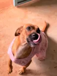 MAITÊ