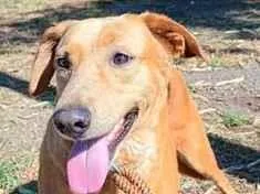 Cachorro raça SRD-ViraLata idade  nome Margarida