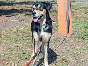 Cachorro raça SRD-ViraLata idade  nome Bartolomeu