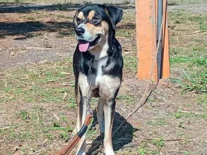 Cachorro raça SRD-ViraLata idade  nome Bartolomeu