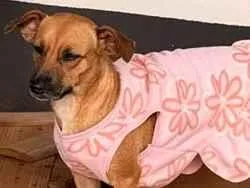 Cachorro raça SRD-ViraLata idade 1 ano nome MAITÊ