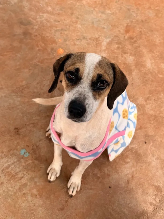 Cachorro raça SRD-ViraLata idade 1 ano nome Vitoria
