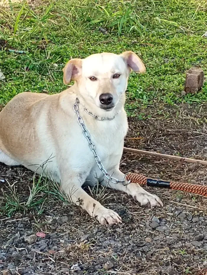 Cachorro raça SRD-ViraLata idade  nome Ester