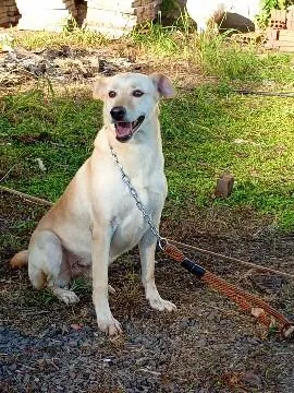 Cachorro raça SRD-ViraLata idade  nome Ester