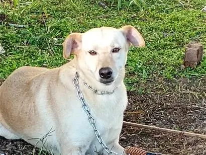 Cachorro raça SRD-ViraLata idade  nome Ester