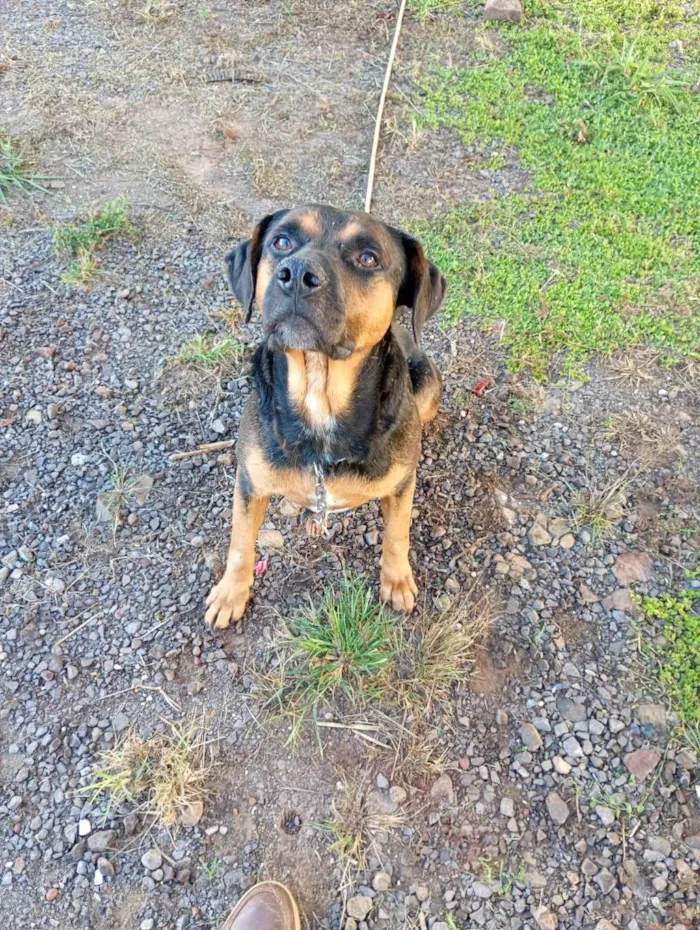 Cachorro raça SRD-ViraLata idade 4 anos nome Salomão