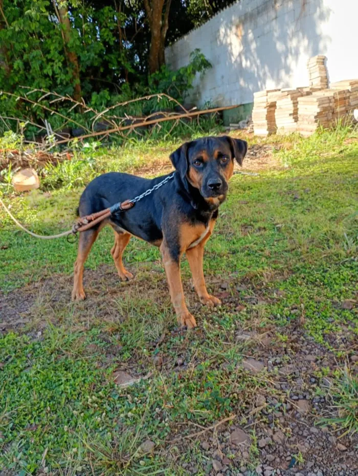 Cachorro raça SRD-ViraLata idade 4 anos nome Salomão