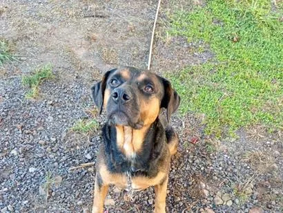 Cachorro raça SRD-ViraLata idade 4 anos nome Salomão
