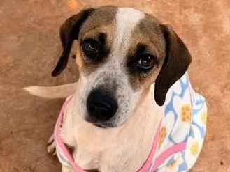 Cachorro raça SRD-ViraLata idade 1 ano nome Vitoria