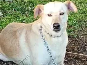 Cachorro raça SRD-ViraLata idade  nome Ester