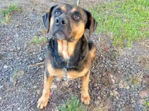 Cachorro raça SRD-ViraLata idade 4 anos nome Salomão