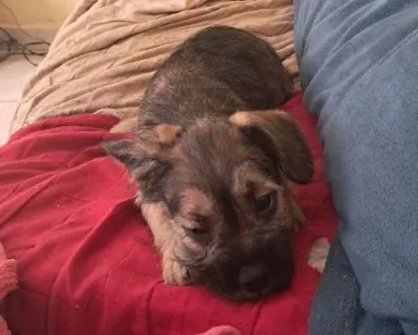 Cachorro raça SRD-ViraLata idade Abaixo de 2 meses nome kemi