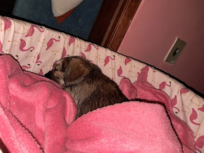 Cachorro raça SRD-ViraLata idade Abaixo de 2 meses nome kemi