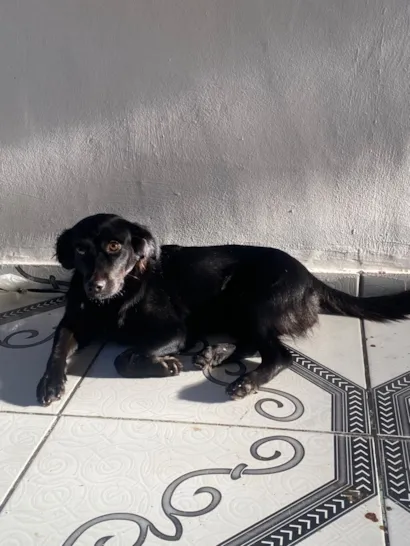 Cachorro raça SRD-ViraLata idade 7 a 11 meses nome Não tem 