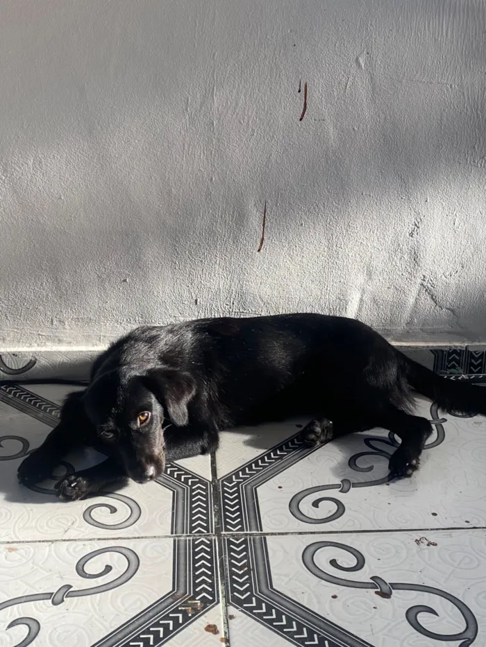 Cachorro raça SRD-ViraLata idade 7 a 11 meses nome Não tem 
