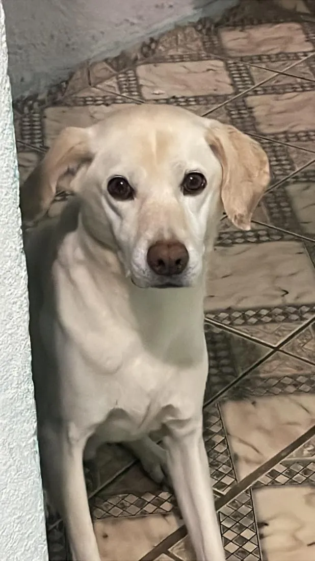 Cachorro raça SRD-ViraLata idade 6 ou mais anos nome Voight