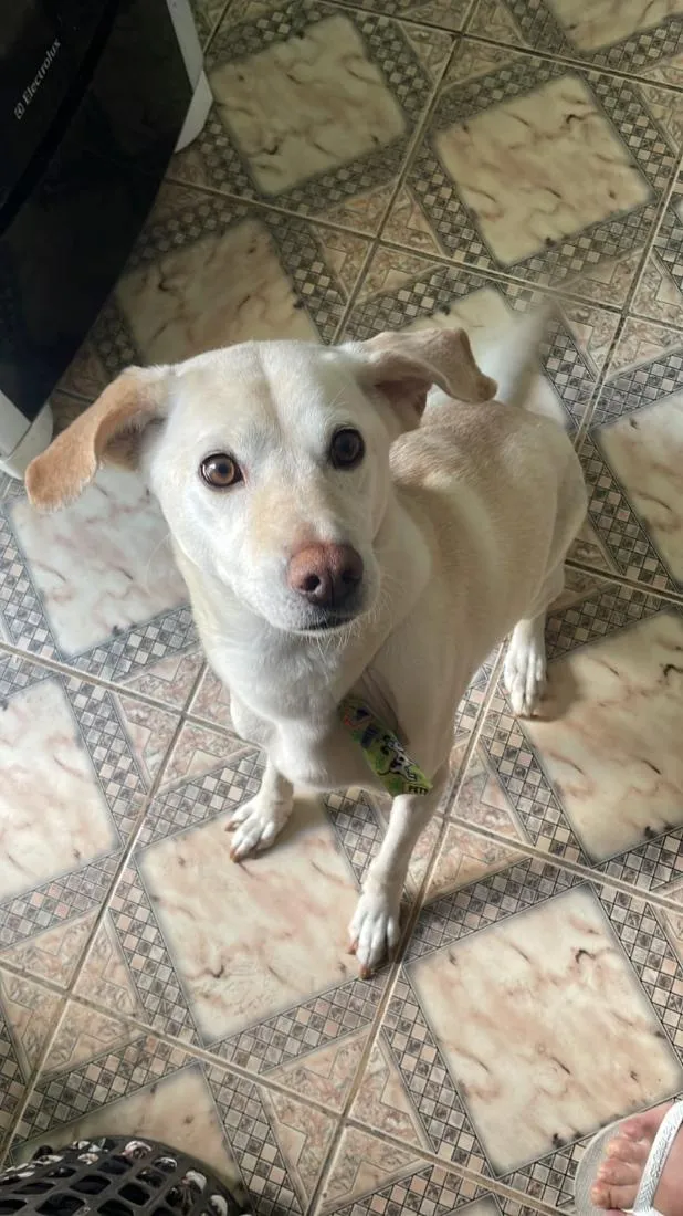 Cachorro raça SRD-ViraLata idade 6 ou mais anos nome Voight