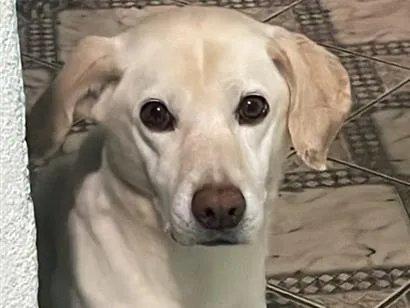 Cachorro raça SRD-ViraLata idade 6 ou mais anos nome Voight