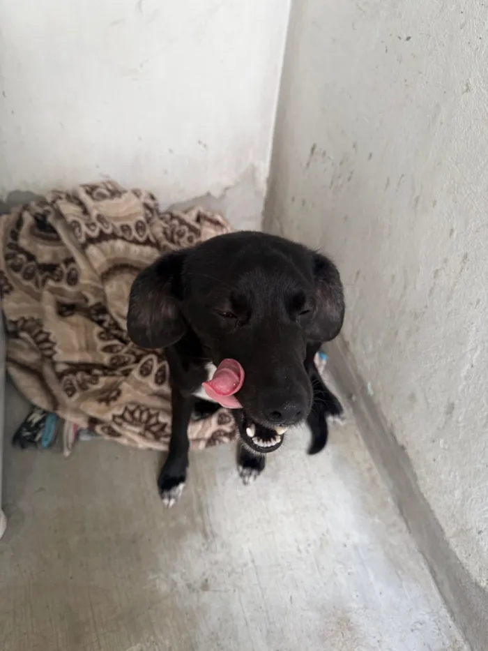 Cachorro raça SRD-ViraLata idade 2 a 6 meses nome Rosalina 