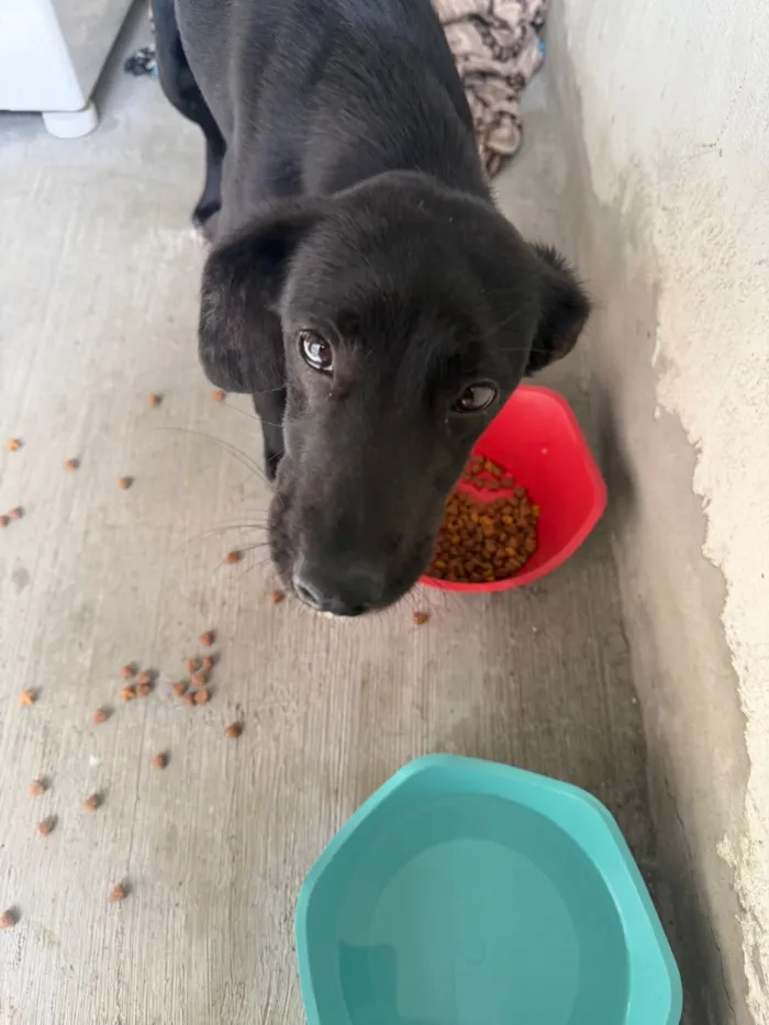Cachorro raça SRD-ViraLata idade 2 a 6 meses nome Rosalina 