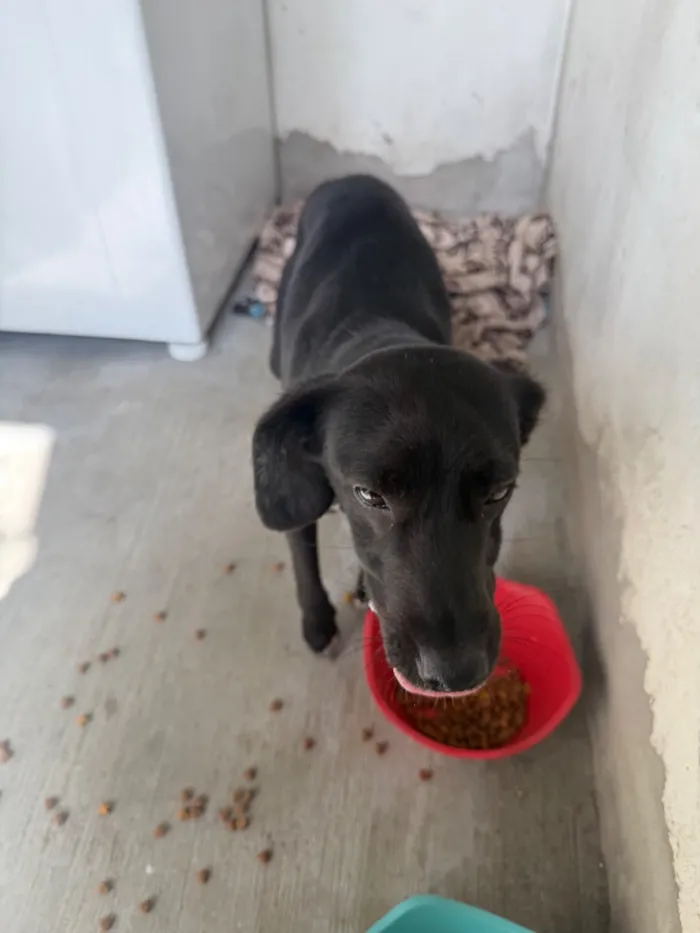 Cachorro raça SRD-ViraLata idade 2 a 6 meses nome Rosalina 
