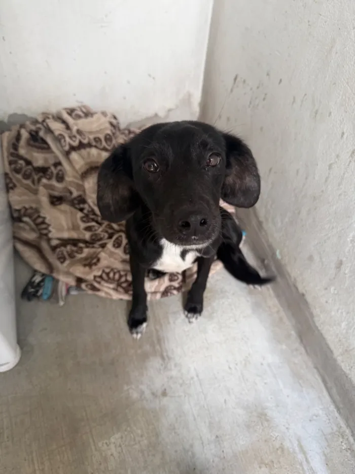 Cachorro raça SRD-ViraLata idade 2 a 6 meses nome Rosalina 