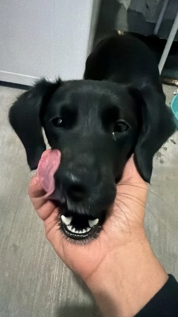 Cachorro raça SRD-ViraLata idade 2 a 6 meses nome Rosalina 