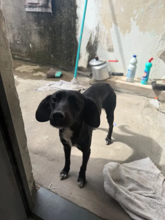 Cachorro raça SRD-ViraLata idade 2 a 6 meses nome Rosalina 