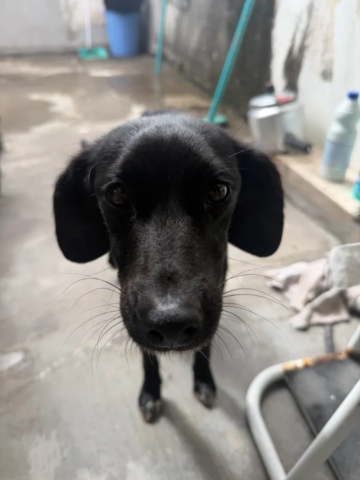 Cachorro raça SRD-ViraLata idade 2 a 6 meses nome Rosalina 