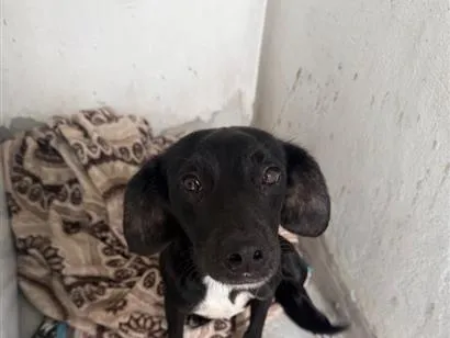 Cachorro raça SRD-ViraLata idade 2 a 6 meses nome Rosalina 