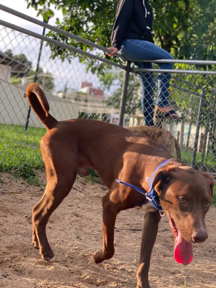 Cachorro raça SRD-ViraLata idade 1 ano nome Bradock