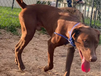 Cachorro raça SRD-ViraLata idade 1 ano nome Bradock
