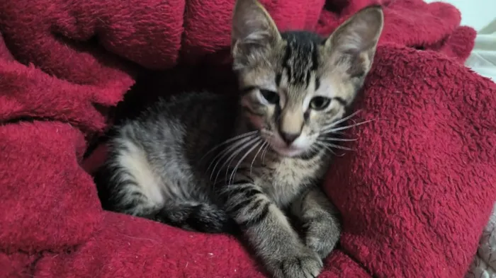 Gato raça SRD-ViraLata idade 2 a 6 meses nome Rex