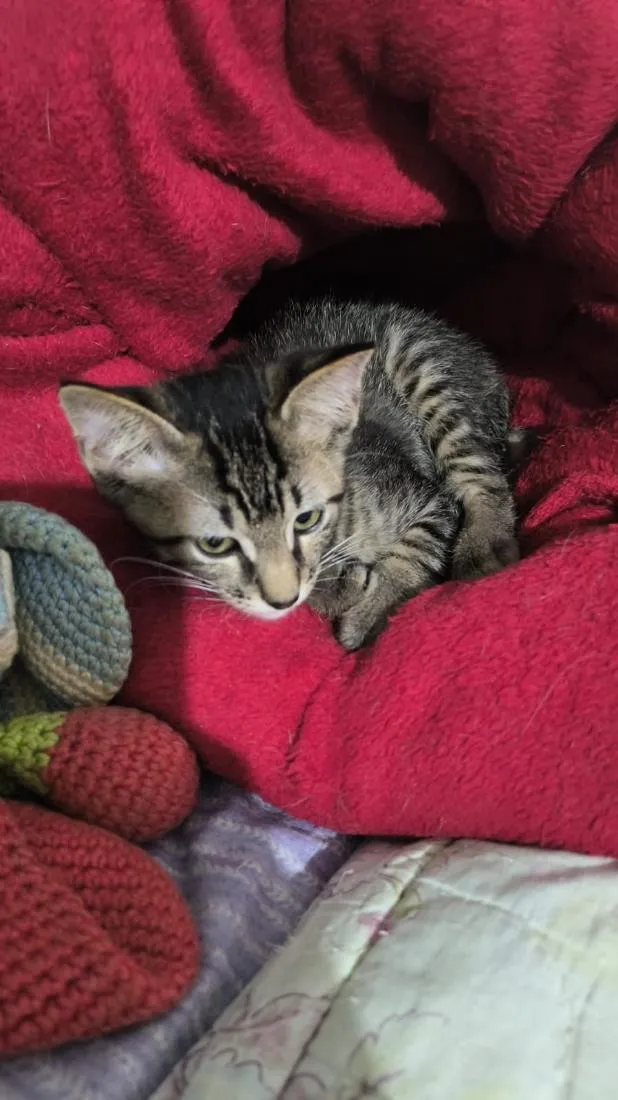 Gato raça SRD-ViraLata idade 2 a 6 meses nome Rex