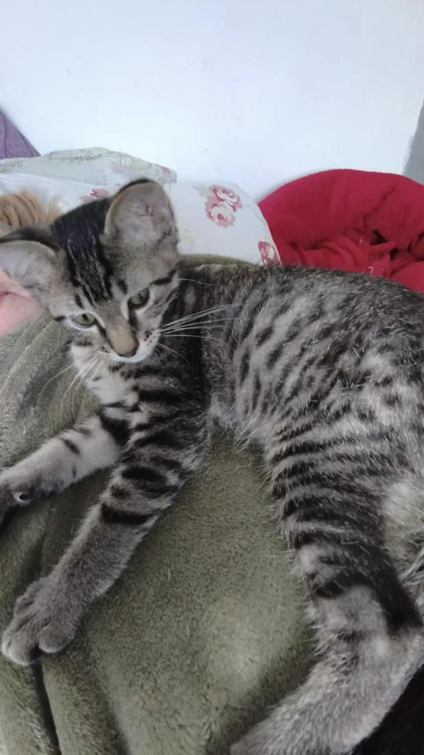 Gato raça SRD-ViraLata idade 2 a 6 meses nome Rex