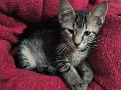 Gato raça SRD-ViraLata idade 2 a 6 meses nome Rex