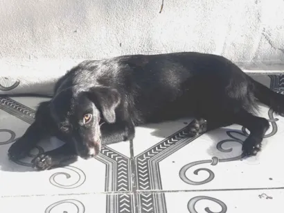 Cachorro raça SRD-ViraLata idade 7 a 11 meses nome Não tem 
