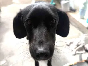 Cachorro raça SRD-ViraLata idade 2 a 6 meses nome Rosalina 