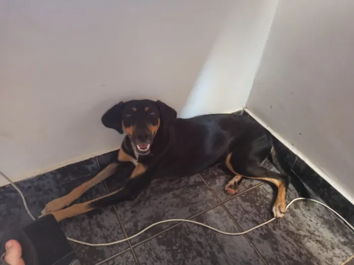 Cachorro raça SRD-ViraLata idade 1 ano nome Lilly