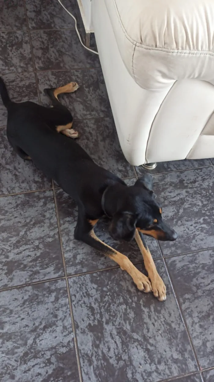 Cachorro raça SRD-ViraLata idade 1 ano nome Lilly