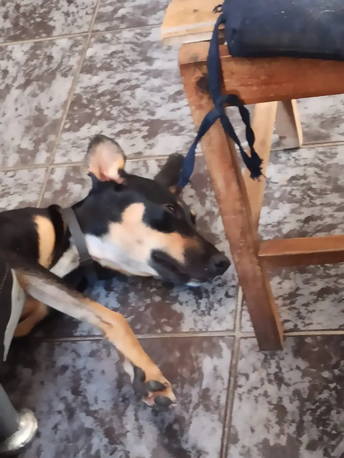 Cachorro raça SRD-ViraLata idade 1 ano nome Lilly