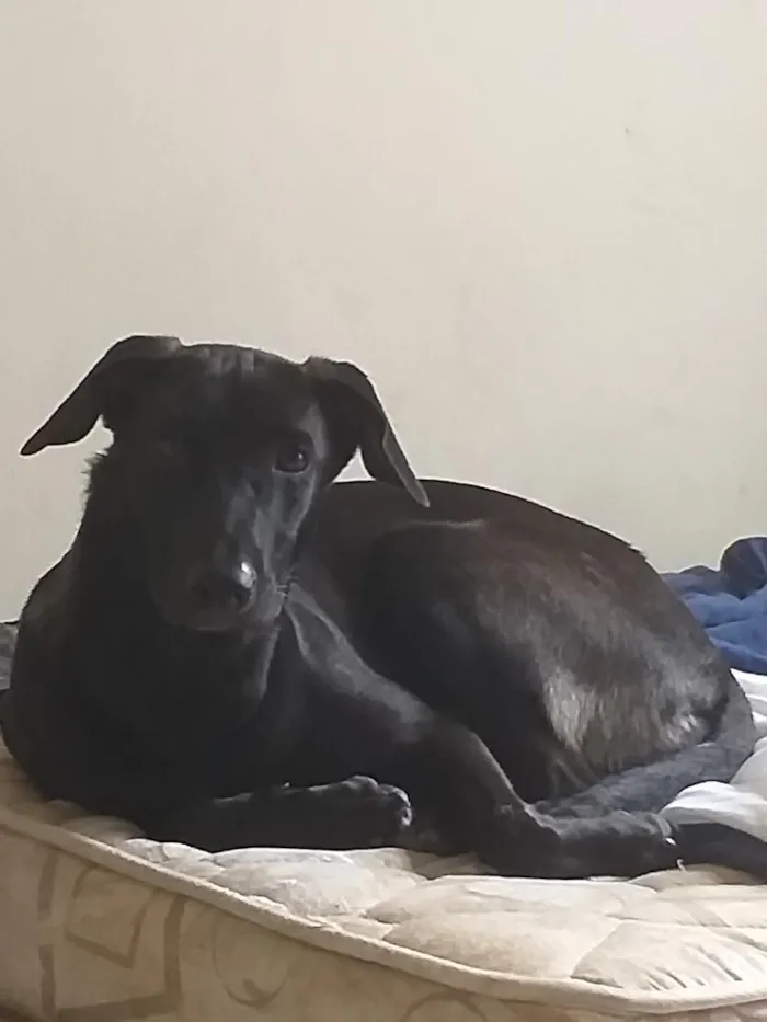 Cachorro raça SRD-ViraLata idade 3 anos nome Aylla